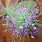 Byblis liniflora flowers