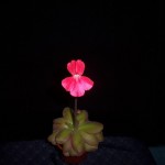 P. laueana scarlett flower pillarbox red
