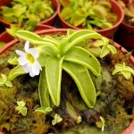 Pinguicula plantlets from leaf