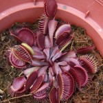 Dionaea muscipula red dragon