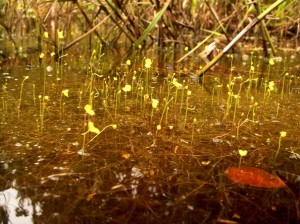 U. giba growing acidic water in the wild