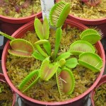Dionaea muscipula typical green form