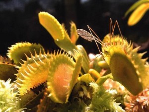 Dionaea muscipula jaws teeth