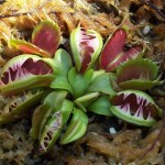 Dionaea muscipula fused tooth