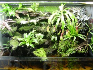 Planted terrarium beautifully landscaped. - Designed by Lim TY aka Pisceslim, Penang