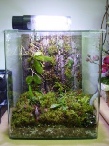A simple but beautiful planted terrarium. - Designed by Dr. Soon Su Seong, Penang